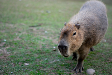 capybara walking
