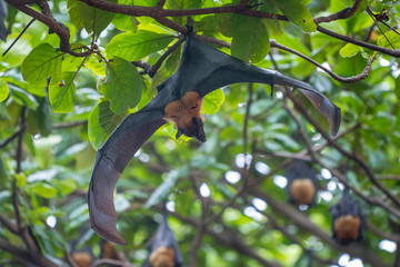 Lazy Sleepy Bats in Wat Pho Bang Klah, Thailand - 283445043