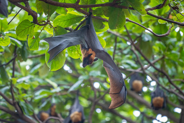 Lazy Sleepy Bats in Wat Pho Bang Klah, Thailand - 283445069