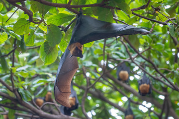 Lazy Sleepy Bats in Wat Pho Bang Klah, Thailand - 283445206