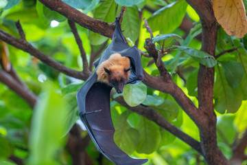 Lazy Sleepy Bats in Wat Pho Bang Klah, Thailand - 283445267