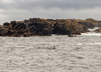 ducks on louisbourg lighthouse trail cape breton
