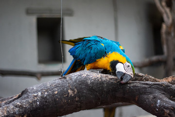 blue and yellow macaw