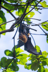 Lazy Sleepy Bats in Wat Pho Bang Klah, Thailand - 283445433