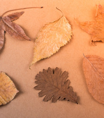 Dry Autumn leaves on a wooden panel texture