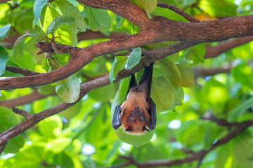 Lazy Sleepy Bats in Wat Pho Bang Klah, Thailand - 283445625