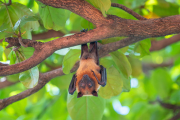 Lazy Sleepy Bats in Wat Pho Bang Klah, Thailand - 283445666