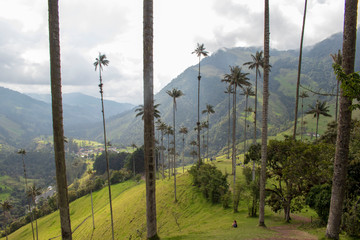 Valle de Cocora