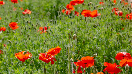 Red flower Papaver on green background in sunny day