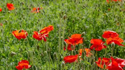 Red flower Papaver on green background in sunny day