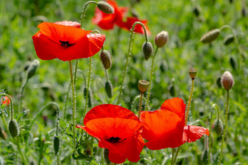 Fototapeta premium Red flower Papaver on green background in sunny day