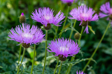 Obraz premium Purple flowers of Centaurea Salviifolia in garden. Floral summer background