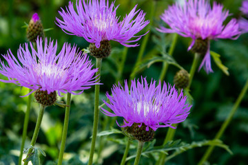 Obraz premium Purple flowers of Centaurea Salviifolia in garden. Floral summer background