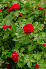 Obraz na płótnie Canvas Beautiful red climbing roses in spring in the garden . Red roses in green background. Gardening concept.
