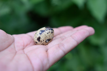 small Quail egg in the hand.