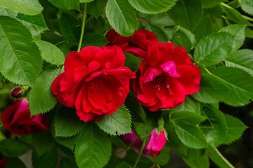 Beautiful red climbing roses in spring in the garden . Red roses in green background. Gardening concept.