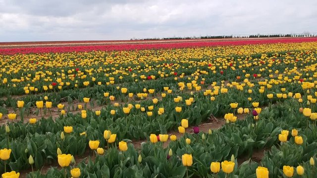 Aerial view of colorful blossoming of tulips fields in springtime