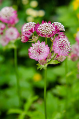 Fototapeta premium Flowers of Astrantia major - great masterwort in garden.