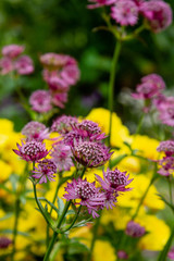 Flowers of Astrantia major - great masterwort in garden.