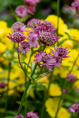Flowers of Astrantia major - great masterwort in garden.