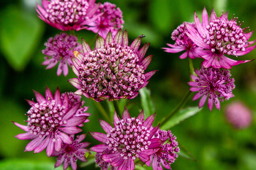 Flowers of Astrantia major - great masterwort in garden.