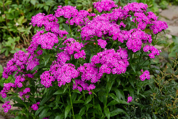 Dianthus barbatus (Sweet William's) in garden. Purple flowers dianthus barbatus in natural background.