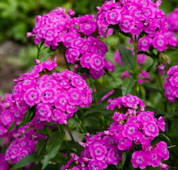 Dianthus barbatus (Sweet William's) in garden. Purple flowers dianthus barbatus in natural background.