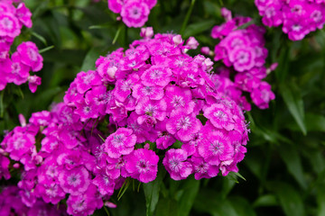 Dianthus barbatus (Sweet William's) in garden. Purple flowers dianthus barbatus in natural background.