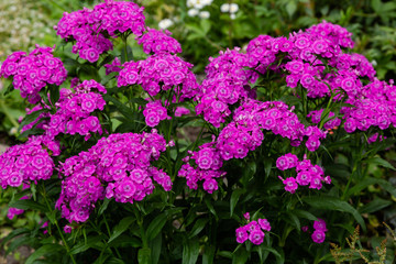 Dianthus barbatus (Sweet William's) in garden. Purple flowers dianthus barbatus in natural background.