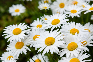 Obraz premium Chamomile in garden. A beautiful scene of nature with blooming Chamomile. Summer floral background. Daisy background.
