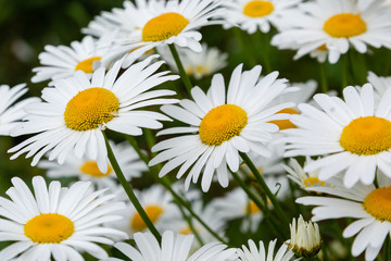 Obraz na płótnie Canvas Chamomile in garden. A beautiful scene of nature with blooming Chamomile. Summer floral background. Daisy background.