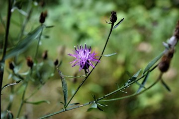 thistle