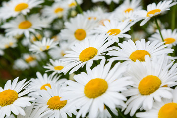 Chamomile in garden. A beautiful scene of nature with blooming Chamomile. Summer floral background. Daisy background.