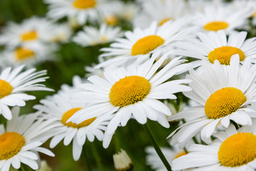 Obraz premium Chamomile in garden. A beautiful scene of nature with blooming Chamomile. Summer floral background. Daisy background.