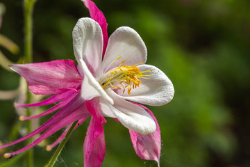 Flower of aquilegia, columbine close up in natural green background 