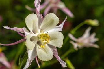 Flower of aquilegia, columbine close up in natural green background 
