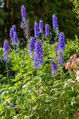 Beautiful delphiniums blooming in the garden.
