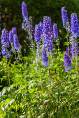 Beautiful delphiniums blooming in the garden.
