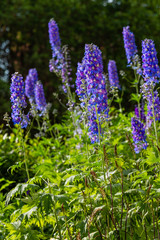 Beautiful delphiniums blooming in the garden.