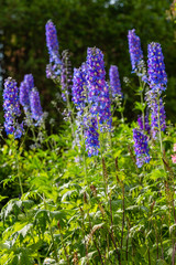 Beautiful delphiniums blooming in the garden.
