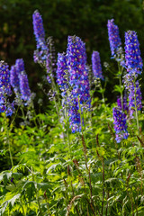 Obraz premium Beautiful delphiniums blooming in the garden.