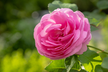 Beautiful purple roses in the garden. Blooming rosa flowers and leaves in natural background. Floral background. 