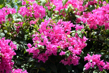 Obraz premium Gorgeous bougainvillea blooming in the summer garden close-up
