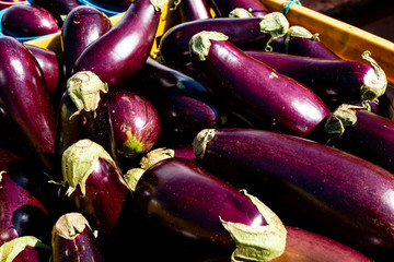 Eggplant separated in box for transport.