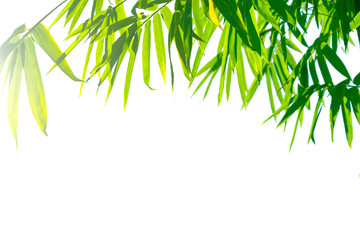 The bamboo leaves and the blue sky are white with the sun shining down as a beautiful background.