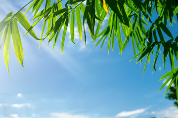 The bamboo leaves and the blue sky are white with the sun shining down as a beautiful background.