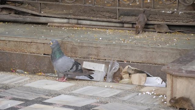 Pigeon eating next to group of rats and then gets pushed away in Deshnok, India (slow motion)