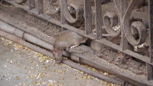 Curious rat sneaking under fence in Deshnok, India (slow motion)