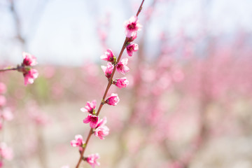 Beautiful pink peach flowers petals and trees blooming on a spring sunny day