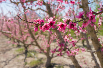 Beautiful pink peach flowers petals and trees blooming on a spring sunny day